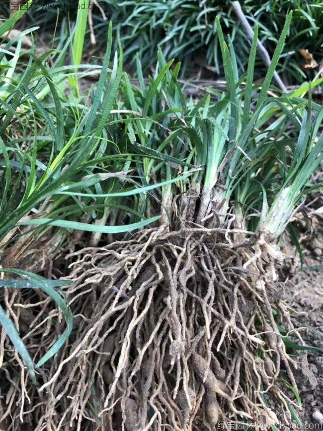 日本矮麥冬玉龍草