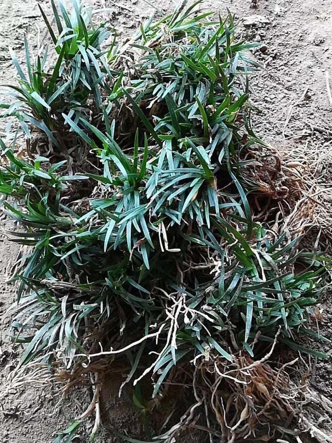 日本矮麥冬玉龍草
