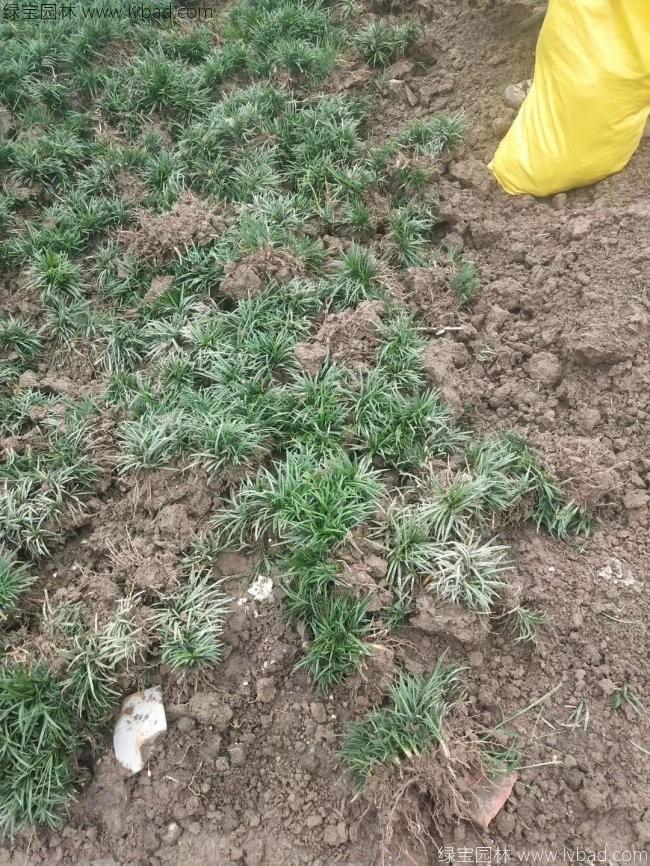 日本矮麥冬玉龍草