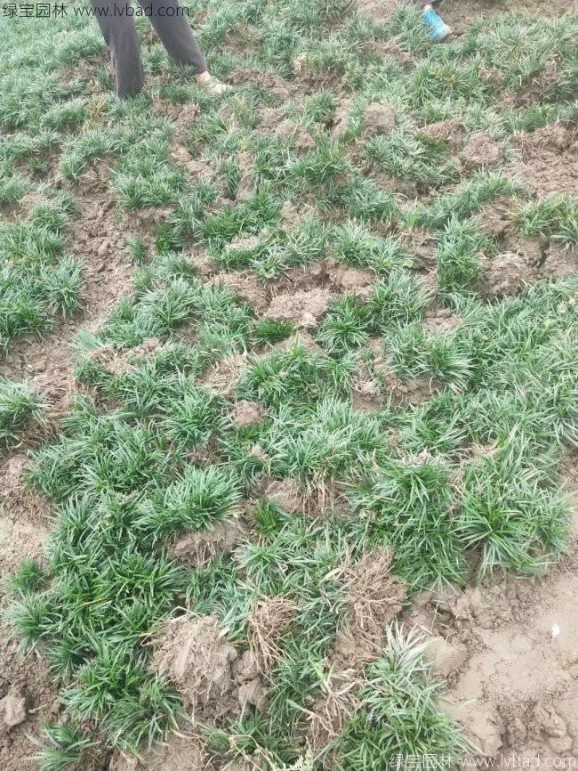 日本矮麥冬玉龍草
