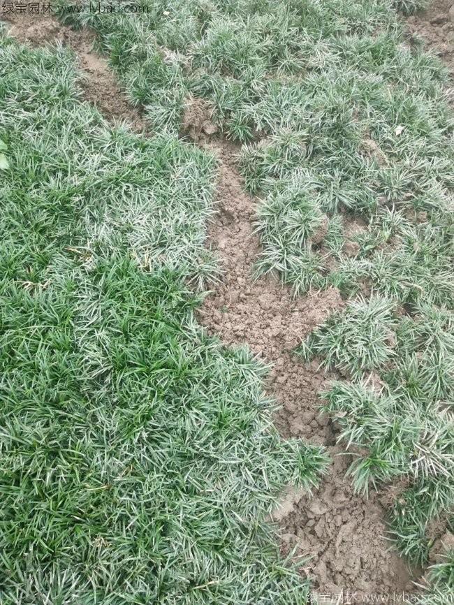 日本矮麥冬玉龍草