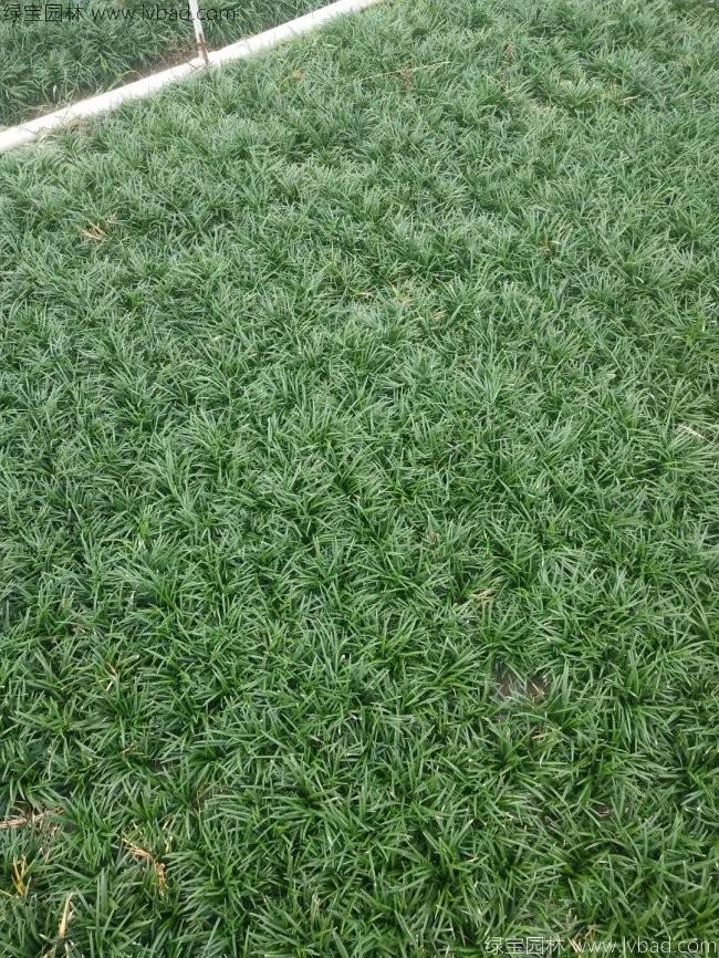 日本矮麥冬玉龍草