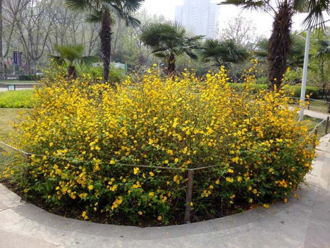 <a href='http://m.wuzhouwash.com/dibeiguanmu/3431.html' target='_blank'>棣棠</a>球