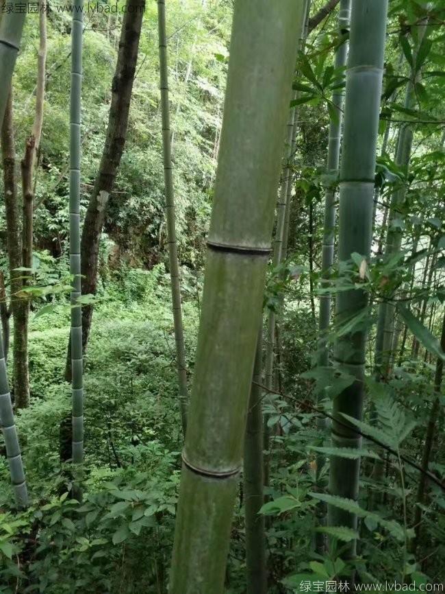 剛竹
