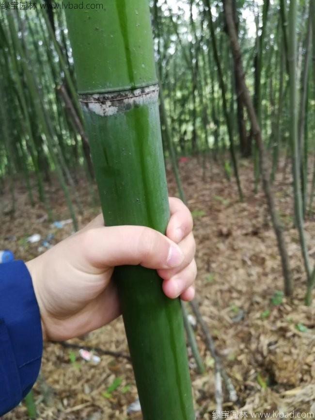 剛竹