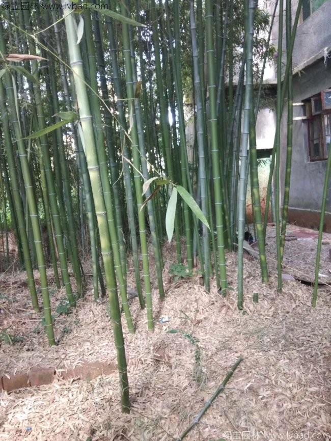 剛竹