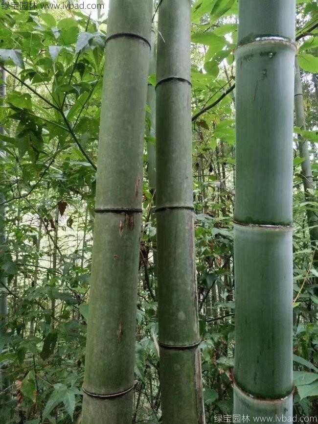 剛竹