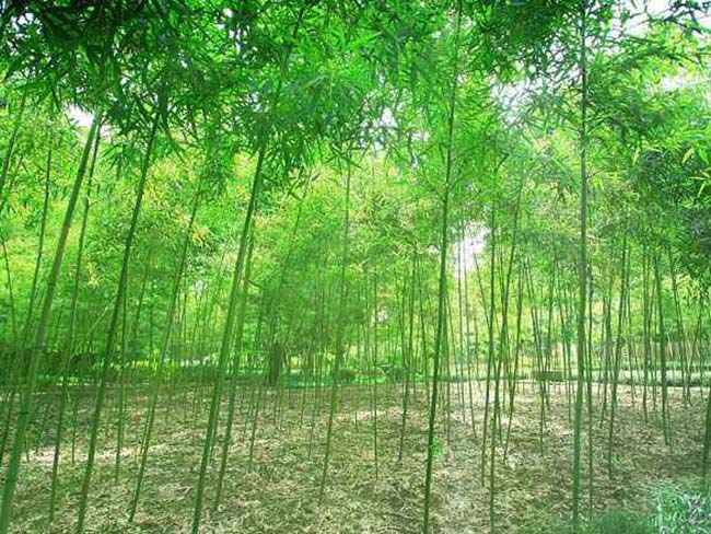 <a href='http://m.wuzhouwash.com/zhumiaozhuzi/3442.html' target='_blank'>青竹</a>