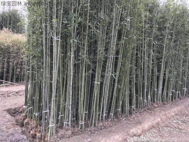 青竹