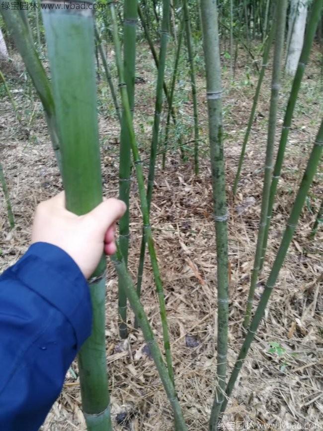 青竹