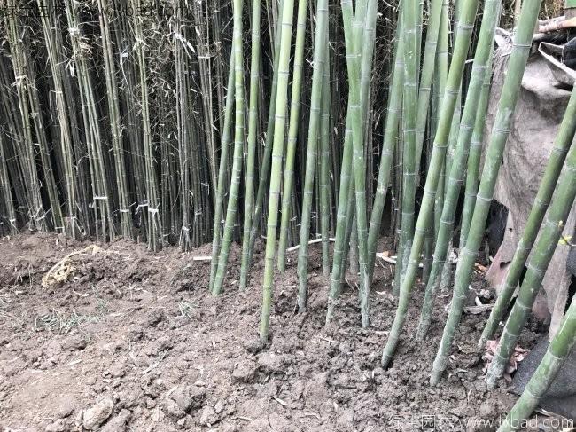 青竹