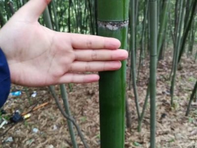 早園竹