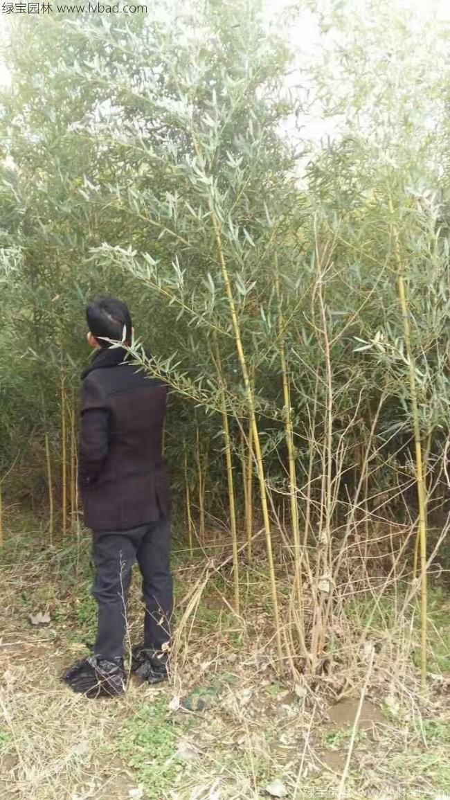 黃竹