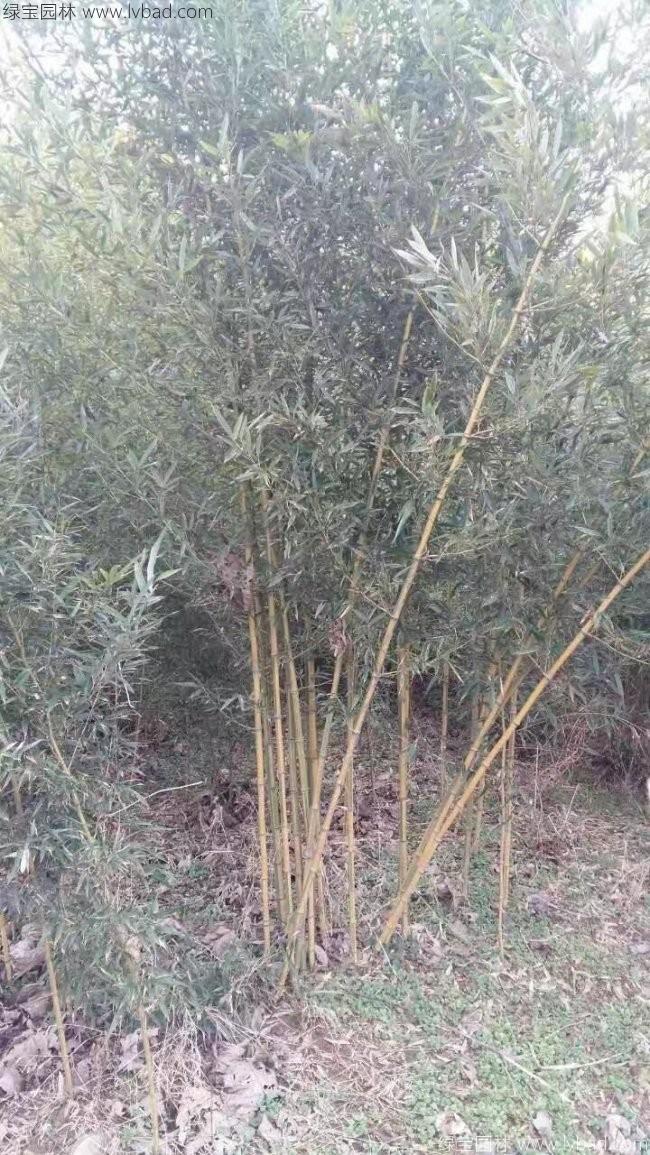 黃竹