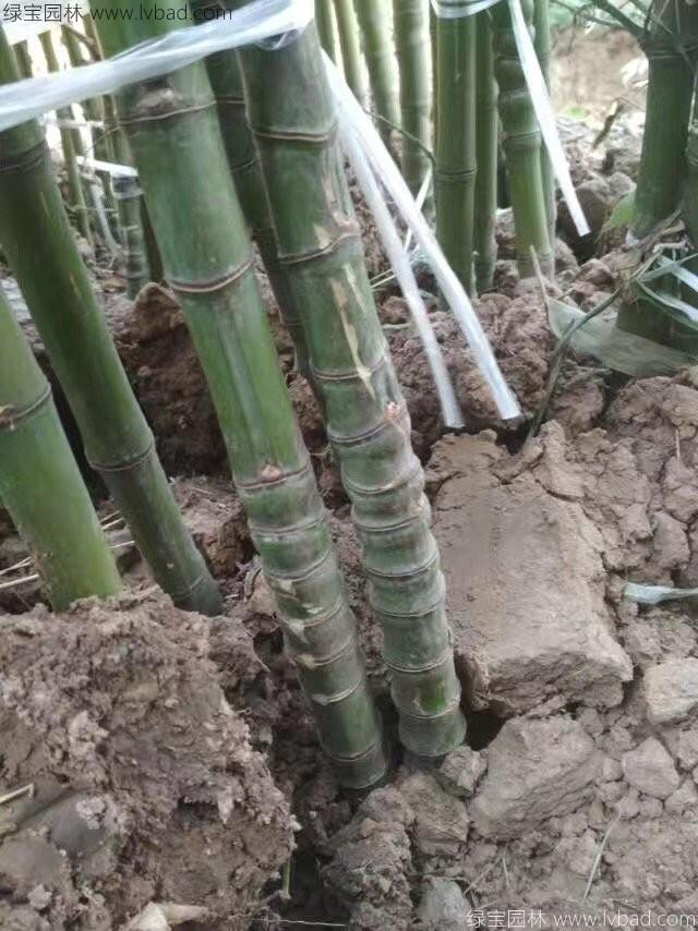 羅漢竹
