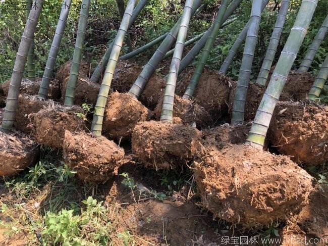 羅漢竹