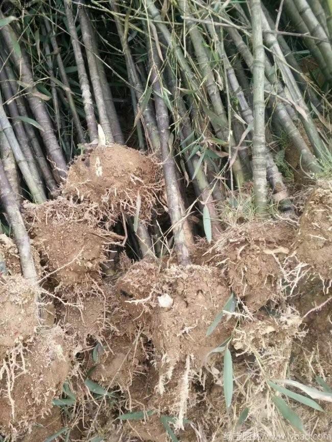 羅漢竹