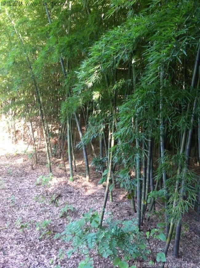 羅漢竹