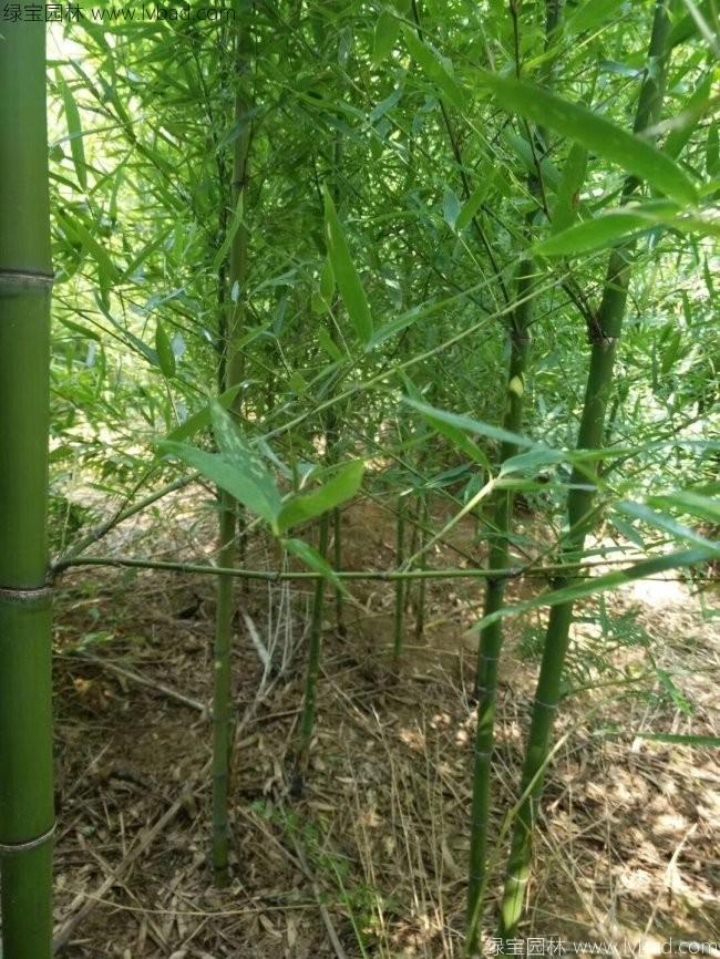 羅漢竹