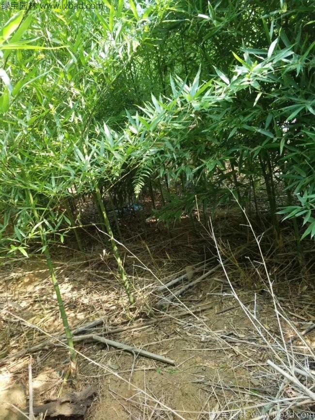 羅漢竹