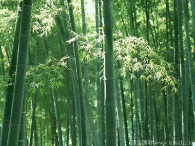 楠竹