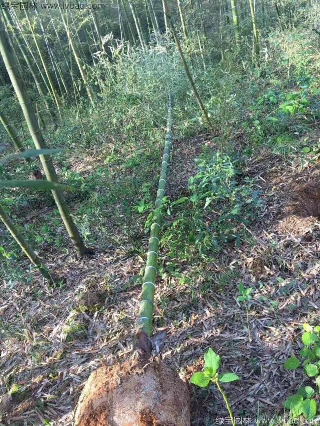 楠竹