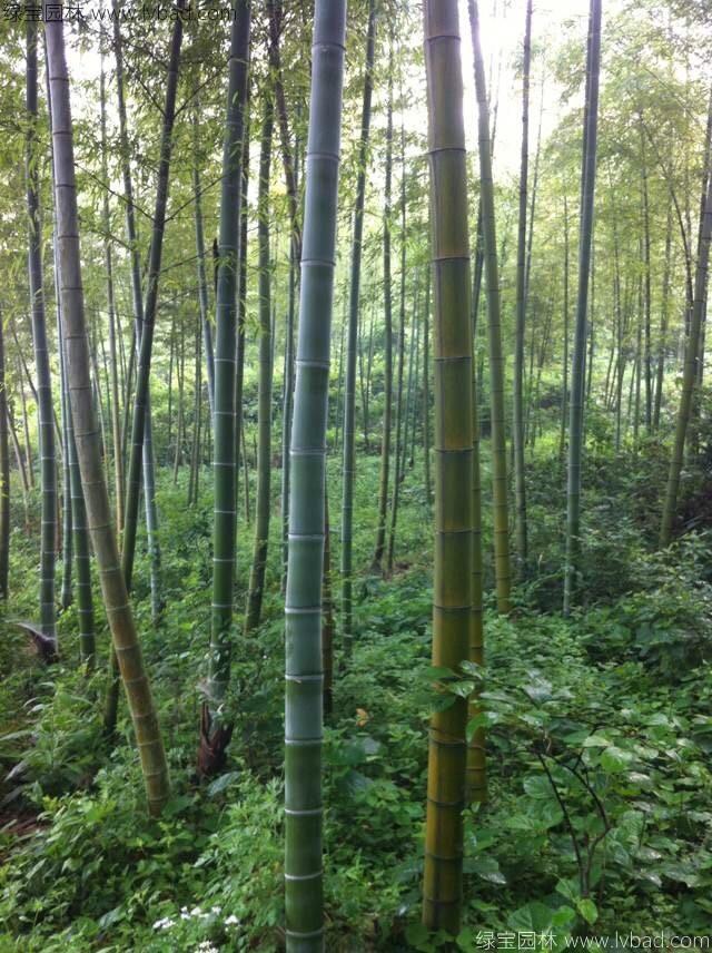 楠竹