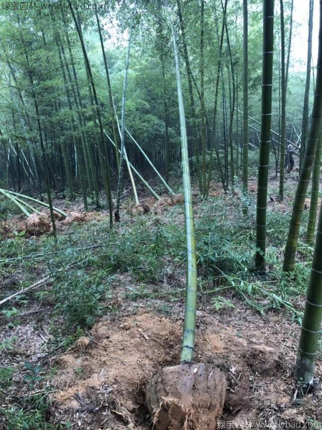 楠竹