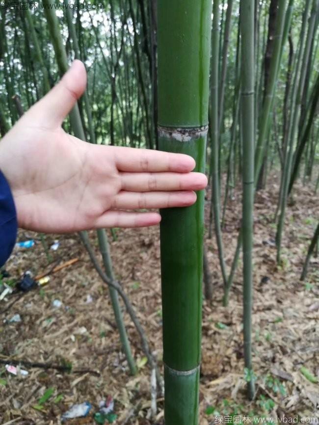 <a href='http://m.wuzhouwash.com/linmuzhongzi/2256.html' target='_blank'>楠竹</a>