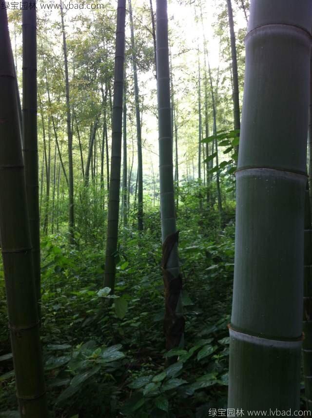 楠竹