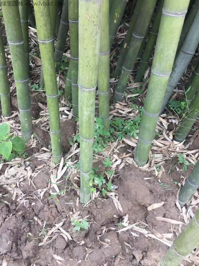 楠竹