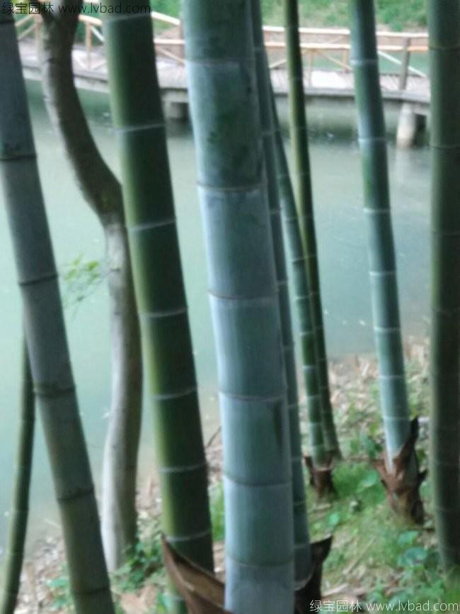 楠竹