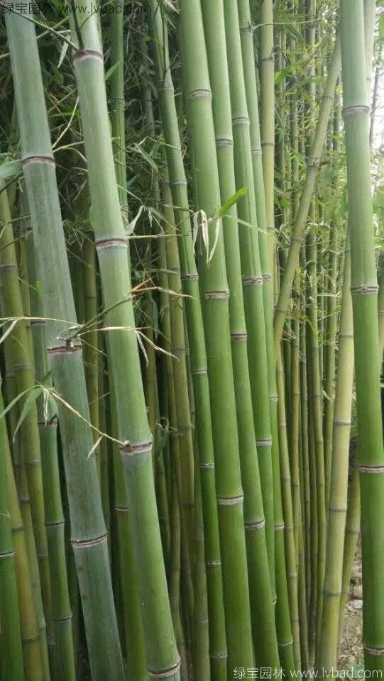 楠竹