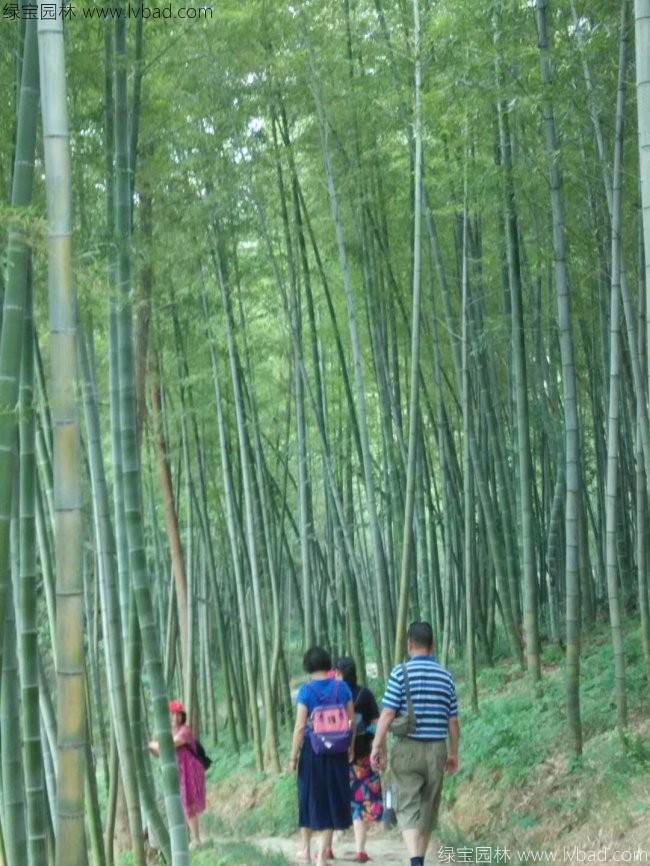 楠竹