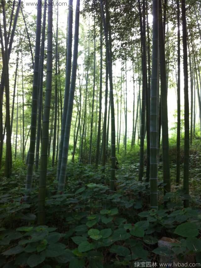 楠竹