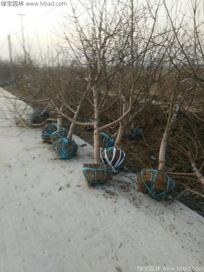 桃樹