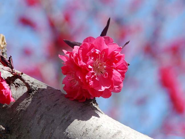<a href='http://m.wuzhouwash.com/xiaoqiaomu/3553.html' target='_blank'>紅花碧桃</a>