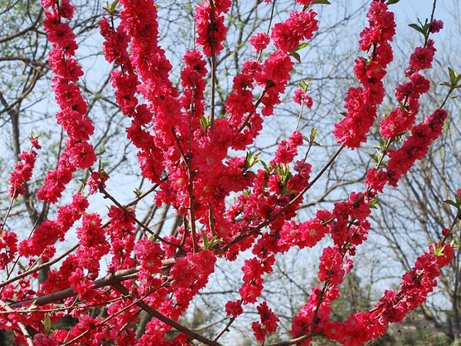 <a href='http://m.wuzhouwash.com/yaocaizhongzi/2335.html' target='_blank'>紅花</a><a href='http://m.wuzhouwash.com/xiaoqiaomu/3537.html' target='_blank'>碧桃</a>