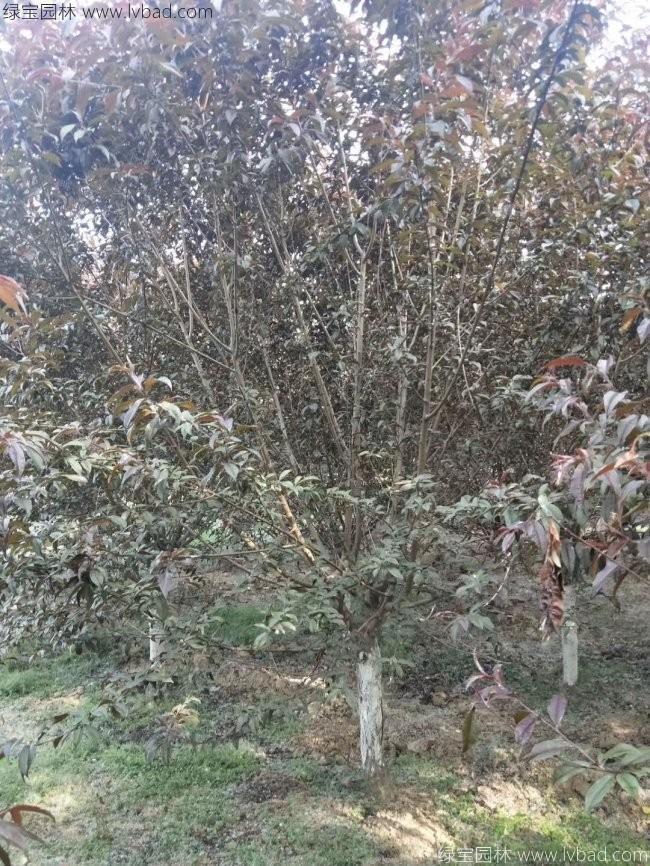紅花碧桃