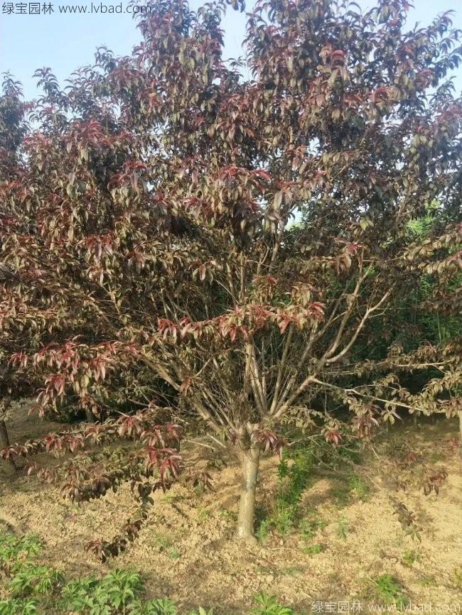 紅花碧桃