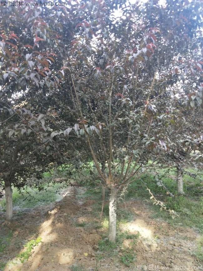 紅花碧桃