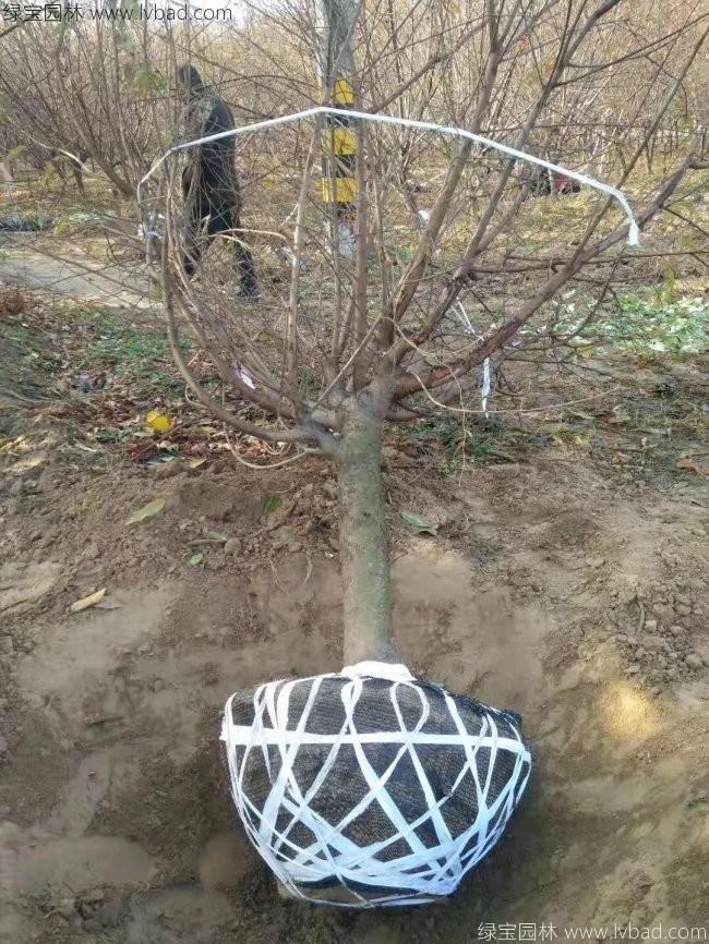 紅花碧桃