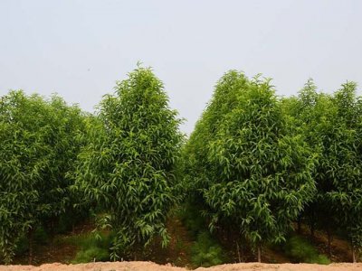 龍柱碧桃