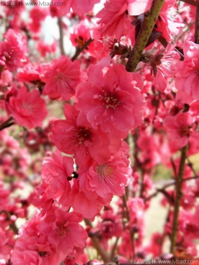 <a href='http://m.wuzhouwash.com/xiaoqiaomu/3554.html' target='_blank'>龍柱碧桃</a>