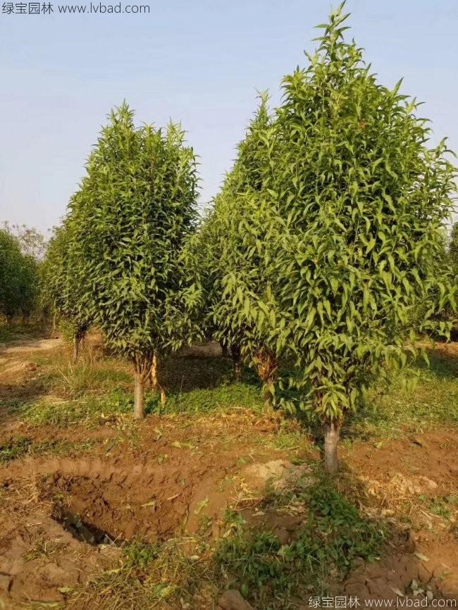 龍柱碧桃