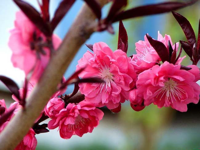 紅葉<a href='http://m.wuzhouwash.com/xiaoqiaomu/3537.html' target='_blank'>碧桃</a>