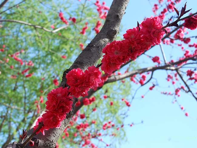 紅葉<a href='http://m.wuzhouwash.com/xiaoqiaomu/3537.html' target='_blank'>碧桃</a>