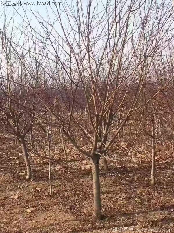 紅葉碧桃