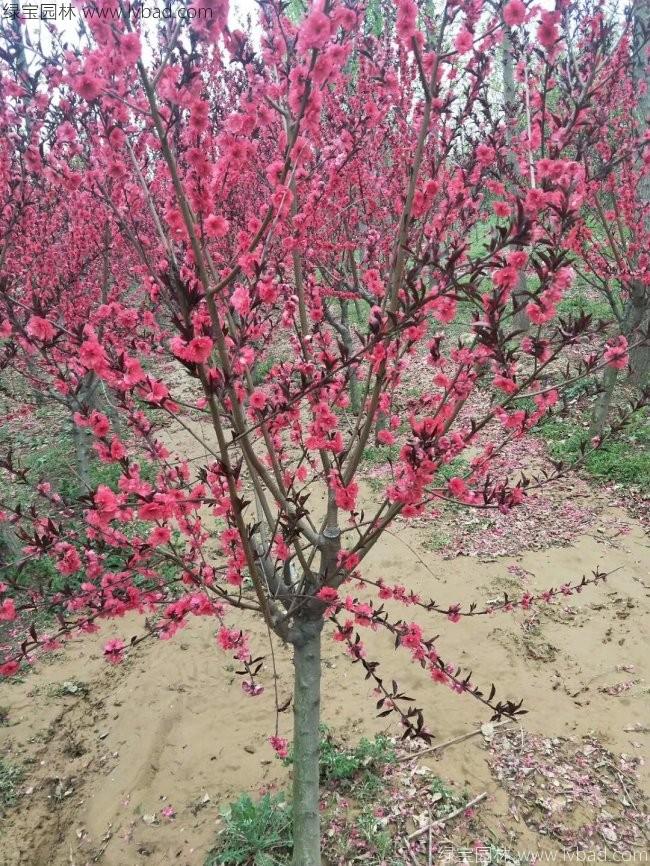 紅葉碧桃