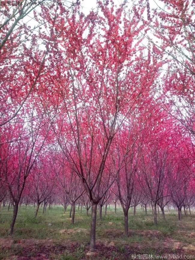 紅葉桃